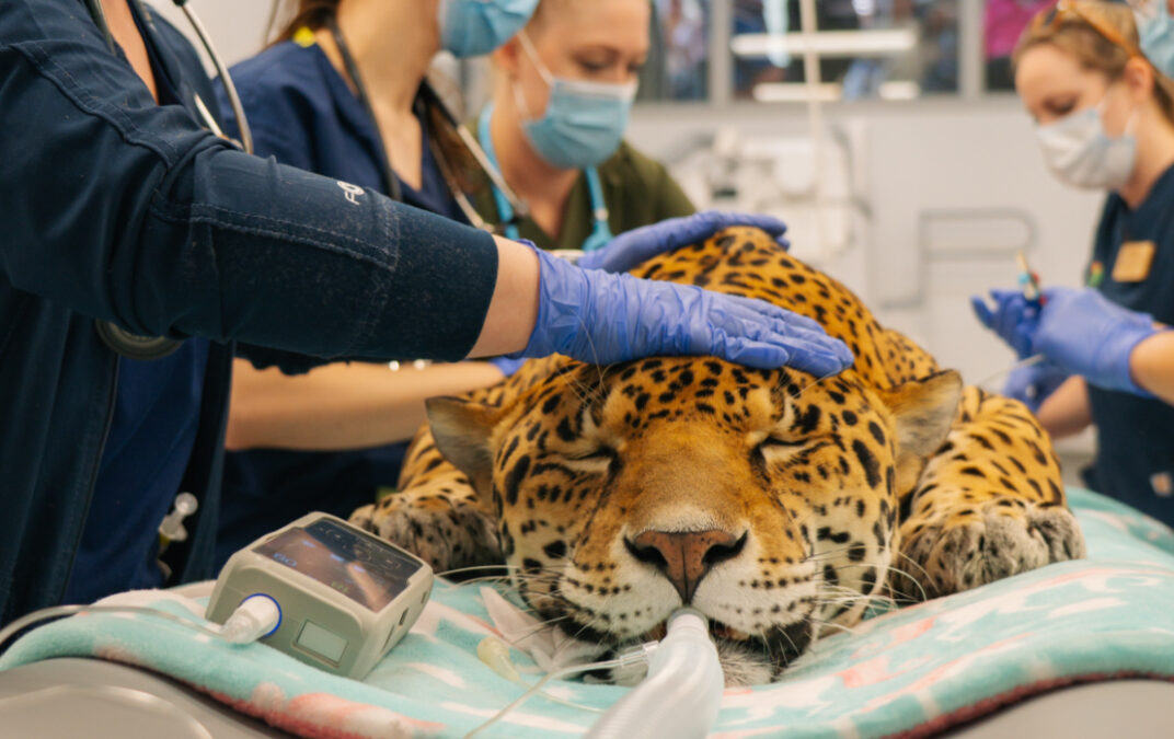 Elmwood Park Zoo – First Procedure At Animal Hospital